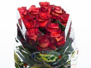 ROSE COFFEE BREAK 40